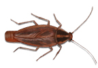 duitse-kakkerlak