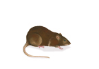 bruine-rat-rattus-norvegicus